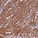 C18orf14 Antibody in Immunohistochemistry (Paraffin) (IHC (P))