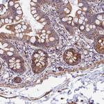 WDFY4 Antibody in Immunohistochemistry (Paraffin) (IHC (P))