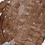 RAD9B Polyclonal Antibody