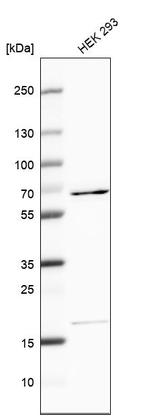 EDC3 Antibody in Western Blot (WB)