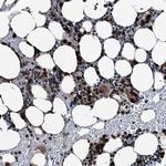 GRASP Polyclonal Antibody