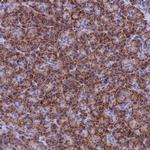 SLC8B1 Antibody in Immunohistochemistry (IHC)
