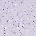 SLC8B1 Antibody in Immunohistochemistry (IHC)