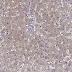 CREB3L3 Antibody in Immunohistochemistry (Paraffin) (IHC (P))