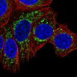 EEF1G Polyclonal Antibody