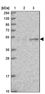EEF1G Antibody in Western Blot (WB)