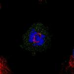 MED20 Polyclonal Antibody