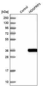 HDGFRP3 Antibody in Western Blot (WB)