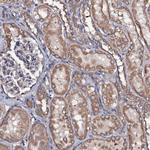 RAB12 Antibody in Immunohistochemistry (Paraffin) (IHC (P))