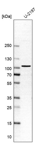 SPIRE1 Antibody in Western Blot (WB)