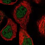 PGLS Polyclonal Antibody