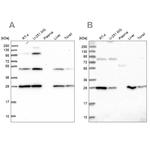PGLS Antibody in Western Blot (WB)