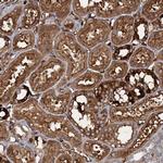 CCDC81 Polyclonal Antibody