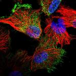 Filensin Polyclonal Antibody