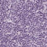 Filensin Antibody in Immunohistochemistry (IHC)