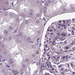 Filensin Antibody in Immunohistochemistry (IHC)