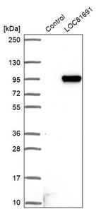 LOC81691 Antibody in Western Blot (WB)