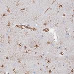 COG7 Antibody in Immunohistochemistry (Paraffin) (IHC (P))