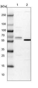 CTDSPL2 Antibody in Western Blot (WB)