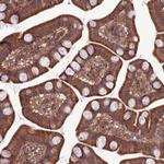 PPIL3 Antibody in Immunohistochemistry (Paraffin) (IHC (P))