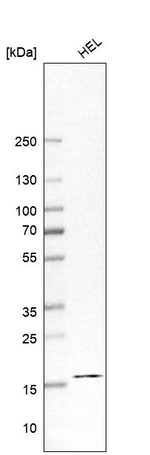 PPIL3 Antibody in Western Blot (WB)