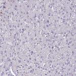 SV2C Antibody in Immunohistochemistry (Paraffin) (IHC (P))