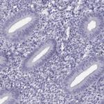 FAM71B Antibody in Immunohistochemistry (IHC)