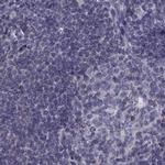 FAM71B Antibody in Immunohistochemistry (IHC)