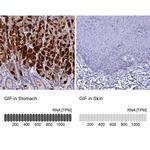GIF Polyclonal Antibody