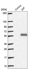 GIF Antibody in Western Blot (WB)