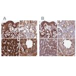 RCCD1 Antibody in Immunohistochemistry (IHC)