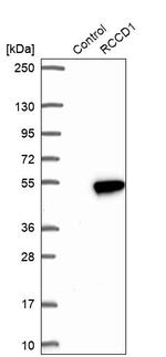 RCCD1 Antibody in Western Blot (WB)