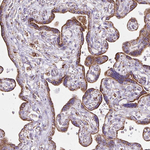 DLAT Antibody in Immunohistochemistry (Paraffin) (IHC (P))
