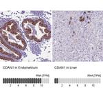 CDAN1 Antibody