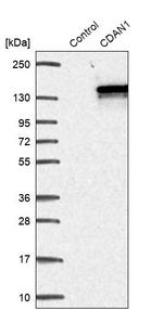 CDAN1 Antibody in Western Blot (WB)
