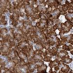 DNAJC21 Polyclonal Antibody