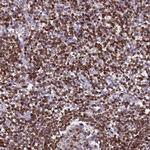 TRAF3IP3 Antibody in Immunohistochemistry (Paraffin) (IHC (P))