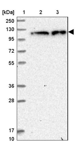 ZC3H7A Antibody in Western Blot (WB)