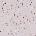 RBFOX1 Antibody in Immunohistochemistry (Paraffin) (IHC (P))
