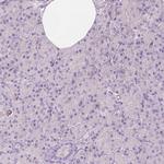 RBFOX1 Antibody in Immunohistochemistry (Paraffin) (IHC (P))