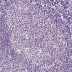 RBFOX1 Antibody in Immunohistochemistry (Paraffin) (IHC (P))
