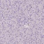 RBFOX1 Antibody in Immunohistochemistry (IHC)