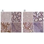 TMC5 Polyclonal Antibody