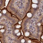 TMC5 Antibody in Immunohistochemistry (IHC)