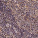 TMC5 Antibody in Immunohistochemistry (IHC)