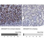 ARHGAP11A Antibody