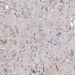 PPP2R3C Antibody in Immunohistochemistry (Paraffin) (IHC (P))