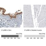 XP32 Polyclonal Antibody