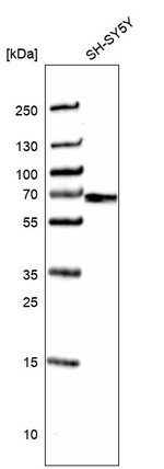 STRA6 Antibody in Western Blot (WB)