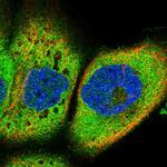 IQCH Polyclonal Antibody